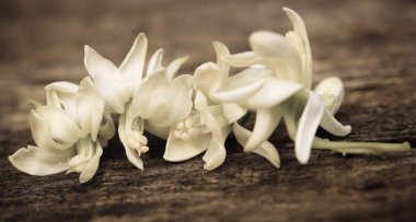 Tıbbi moringa çiçek