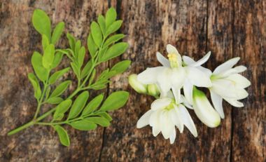 Tıbbi moringa çiçek yeşil yaprakları ile