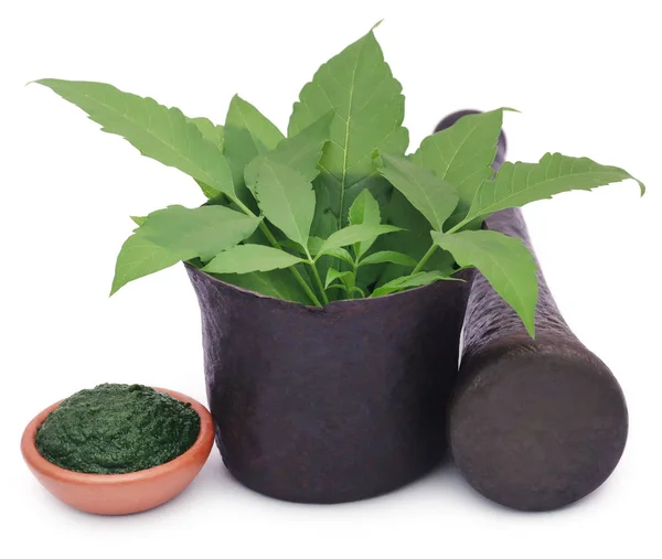 Puré de hojas de vitex Negundo o Medicinal Nishinda —  Fotos de Stock