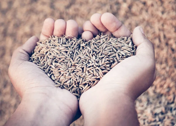 Mão segurando sementes de arroz recém-colhidas douradas — Fotografia de Stock