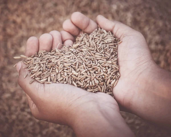 Mão segurando sementes de arroz recém-colhidas douradas — Fotografia de Stock