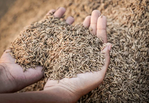 Mão segurando sementes de arroz recém-colhidas douradas — Fotografia de Stock