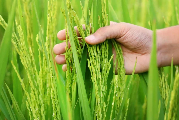 Hand holding golden paddy seeds — Stock Photo, Image