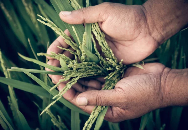 Hand hält goldene Reissamen — Stockfoto