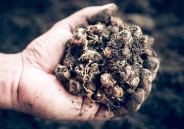 Aromatik zencefil bilinen Kaempferia galanga