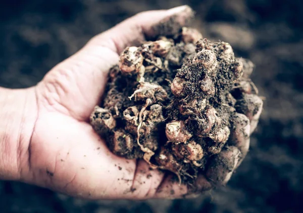 Aromatik zencefil bilinen Kaempferia galanga