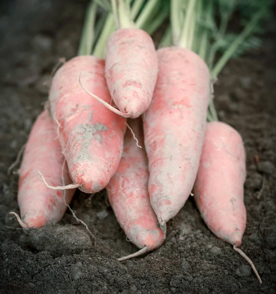 Organic carrots in the garden — Stock Photo, Image