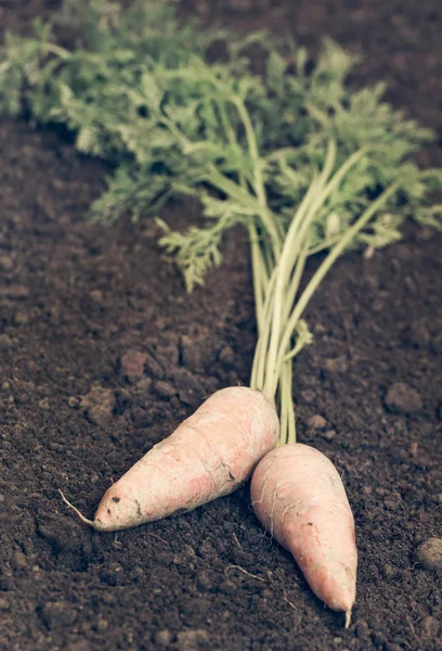 Organic carrots in the garden — Stock Photo, Image