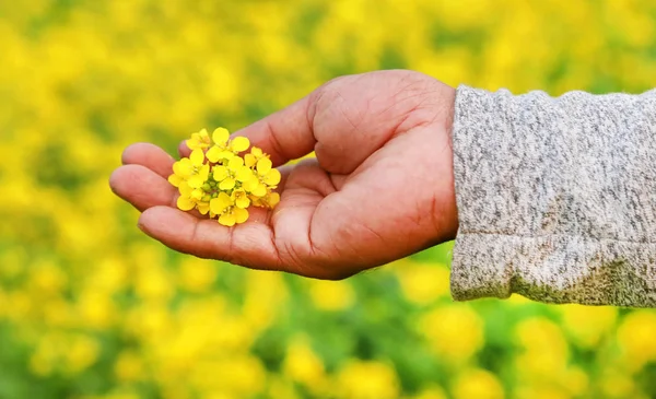 手捧着芥末鲜花 — 图库照片