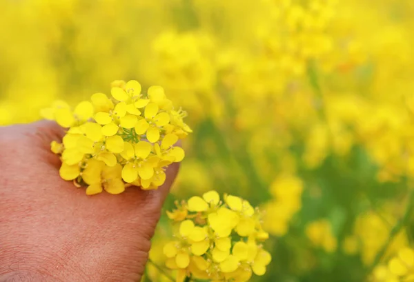 Mão segurando flores de mostarda — Fotografia de Stock