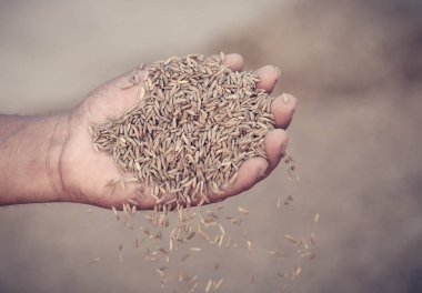 Altın çeltik tohumu tutan el