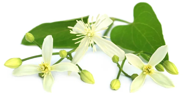 Clematis flammula or sweet-scented virgin's bower — Stock Photo, Image