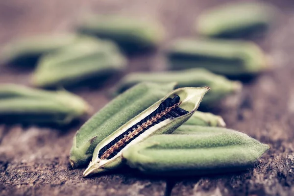 Sesamzaad met peul — Stockfoto