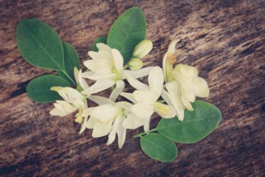 Tıbbi moringa çiçek yeşil yaprakları ile