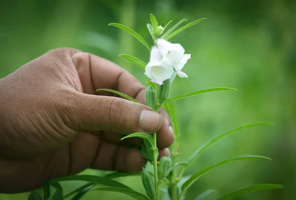 Vainas de sésamo sosteniendo a mano — Foto de Stock