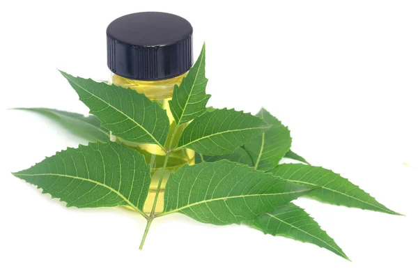 Φύλλα neem φαρμακευτικό με αιθέριο έλαιο — Φωτογραφία Αρχείου