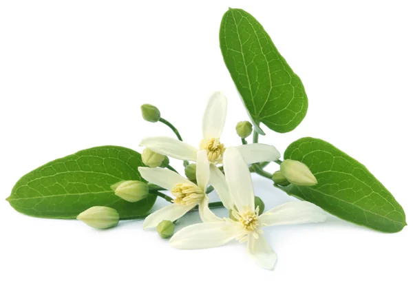 Clematis flammula or sweet-scented virgin's bower — Stock Photo, Image