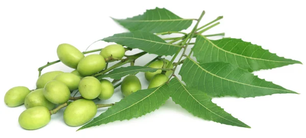 Geneesmiddelen neem bladeren met vruchten — Stockfoto