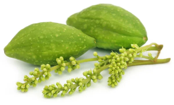 Verse groene medicinale haritaki fruit — Stockfoto
