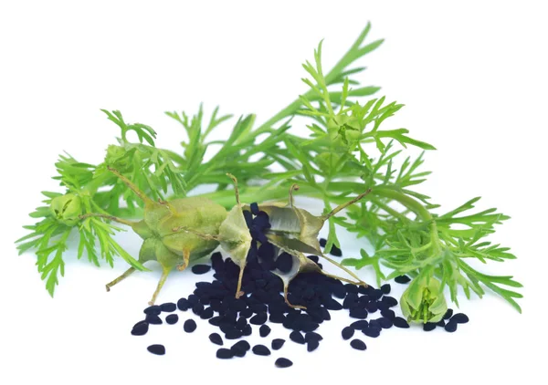 Nigella frön från pod med gröna blad — Stockfoto