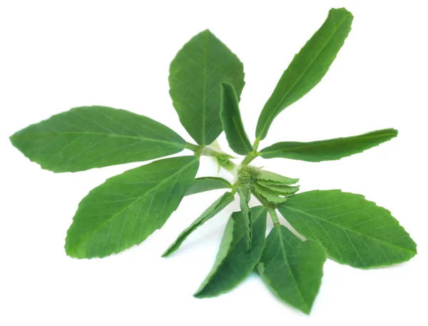 Ayurvedic fenugreek leaves — Stock Photo, Image