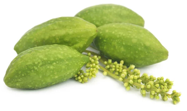 Frutos de haritaki medicinais verdes frescos — Fotografia de Stock