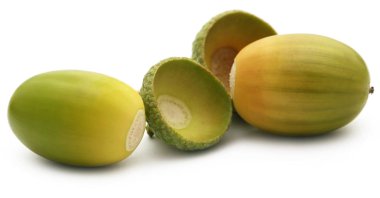 meşe palamudu portre