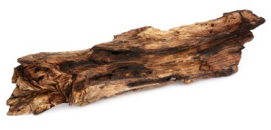 Beyaz arka plan üzerinde bogwood