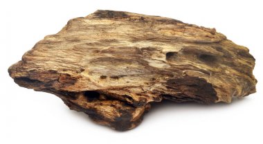 Beyaz arka plan üzerinde bogwood