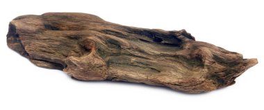 Beyaz arka plan üzerinde bogwood