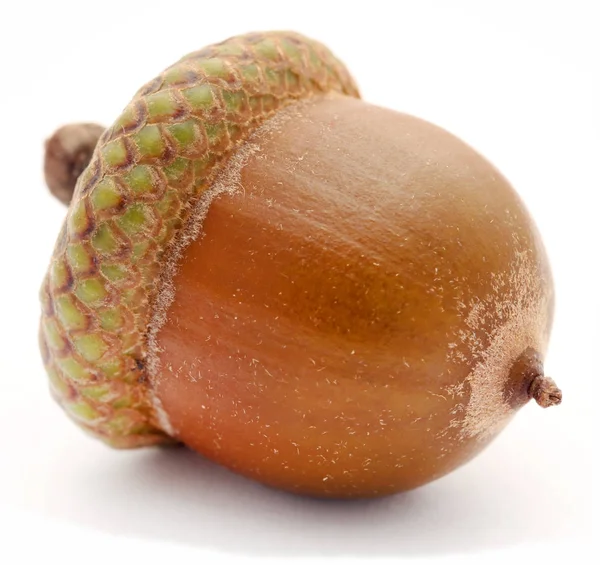 Close-up van acorn — Stockfoto