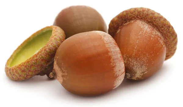 Closeup of acorn — Stock Photo, Image