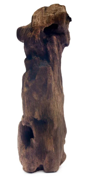 白い背景の上の bogwood — ストック写真