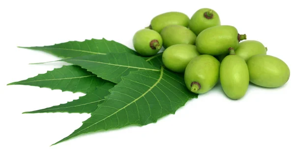 Läkemedel neem bladen med frukt — Stockfoto