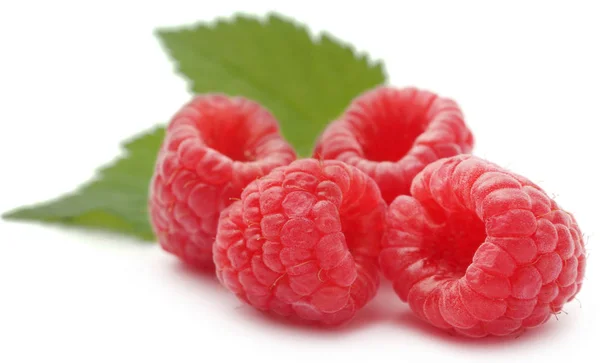 Fresh Raspberry with green leaves — Stock Photo, Image