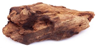 Beyaz arka plan üzerinde bogwood