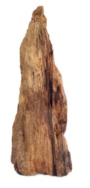 Beyaz arka plan üzerinde bogwood