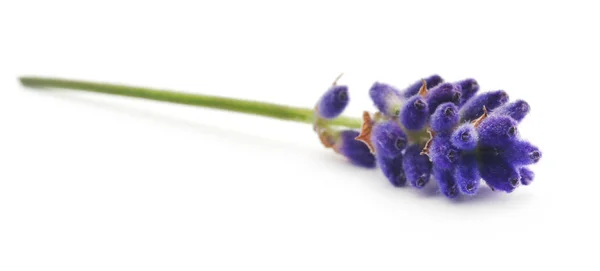 Closeup levandule květ — Stock fotografie
