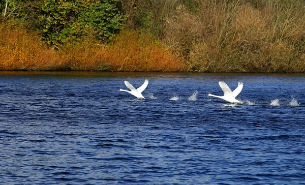 Mute Swan — Stock Photo, Image