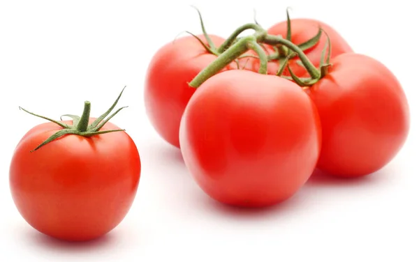 Frische Bio-Tomaten — Stockfoto