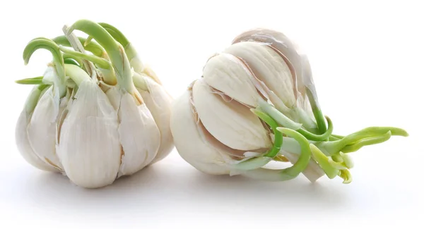 Garlic germinated — Stock Photo, Image