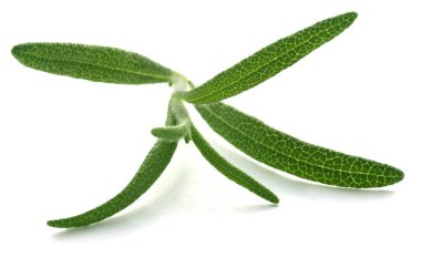 taze organik biberiye