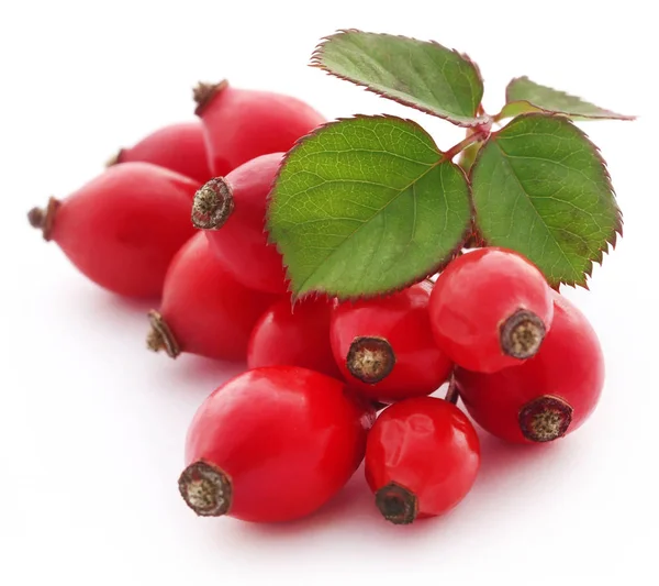 Rose hips closeup — Stok fotoğraf