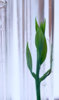 Tüp bebek fabrikasında kültürlü dokusu