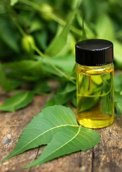 Medizinische neem Blätter mit ätherischem Öl — Stockfoto