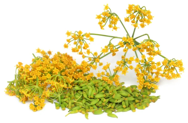 Зеленые семена фенхеля с цветами — стоковое фото