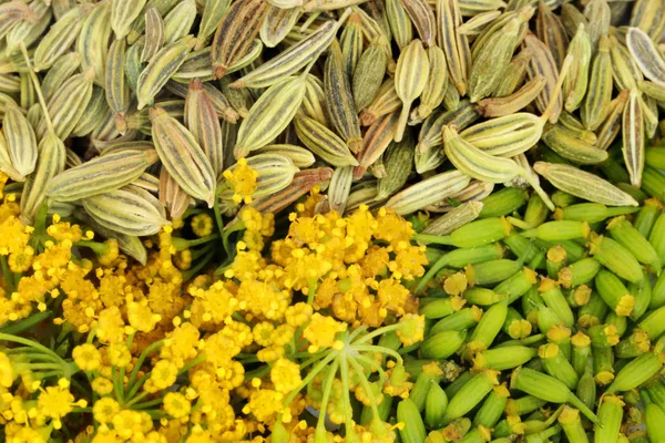 Grüne Fenchelsamen mit Blüte — Stockfoto