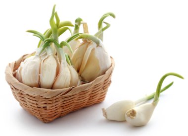 Sarımsak closeup germinated