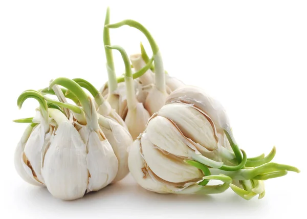 Closeup of Garlic germinated — Stock Photo, Image