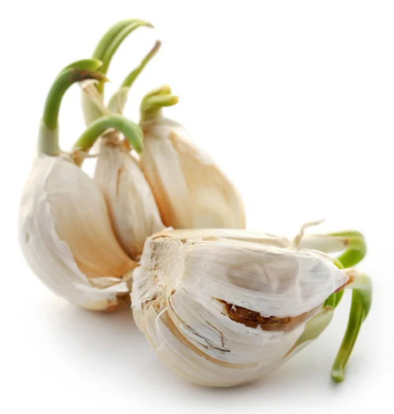 Closeup of Garlic germinated — Stock Photo, Image